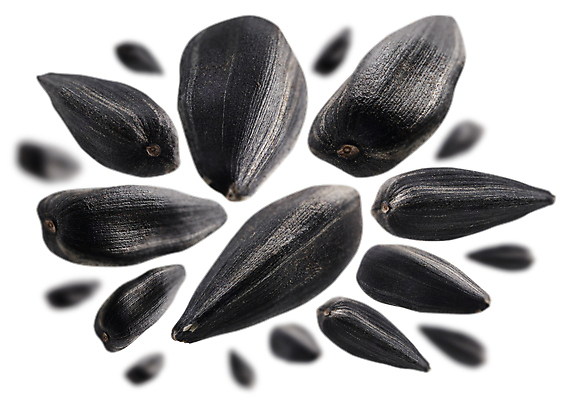 포토 JPG 해외이미지 사람없음 알맹이 해바라기씨 해외포토 씨앗 파일형식