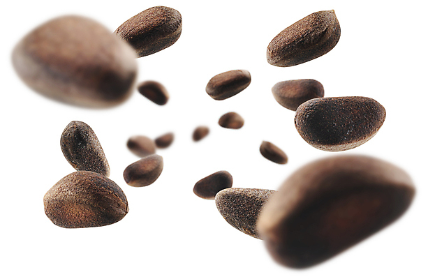 포토 JPG 해외이미지 사람없음 견과류 해외포토 파일형식