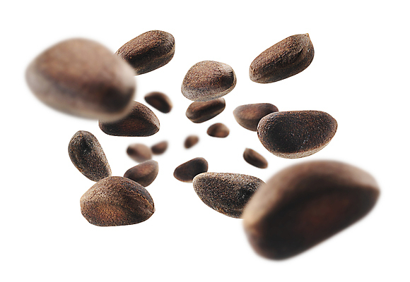 포토 JPG 해외이미지 사람없음 견과류 해외포토 파일형식