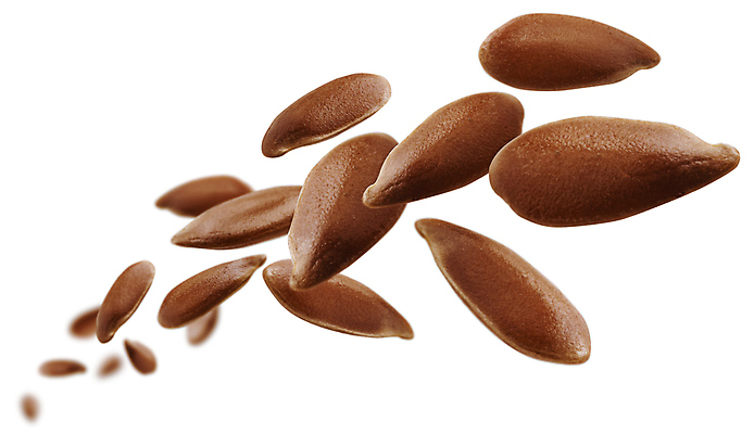 포토 JPG 해외이미지 씨앗 사람없음 해외포토 식물 파일형식