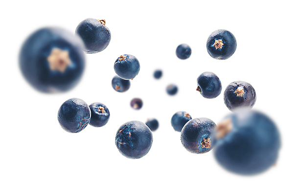 포토 JPG 해외이미지 사람없음 베리 해외포토 과일 파일형식