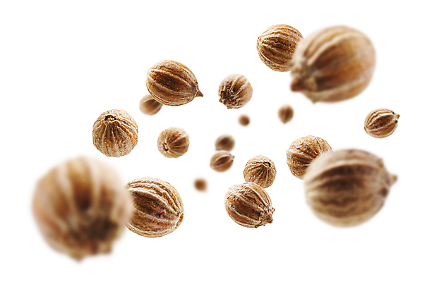 포토 JPG 해외이미지 사람없음 고수 해외포토 향신료 파일형식