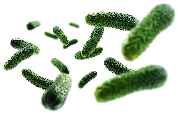 포토 JPG 해외이미지 오이 사람없음 해외포토 채소 파일형식