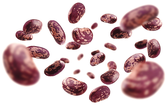 포토 JPG 해외이미지 콩 사람없음 해외포토 곡류 파일형식