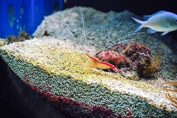 포토 JPG 해외이미지 자연 새우 어류 사람없음 수중 수중사진 해외포토 갑각류 수중동물 생태계 파일형식