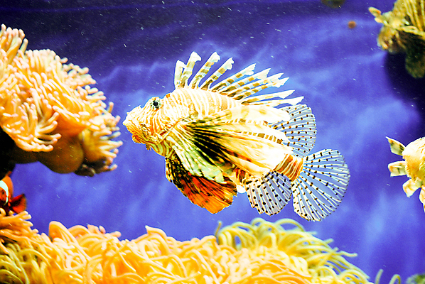 포토 JPG 해외이미지 바다 자연 어류 사람없음 바닷속 산호 몰디브 수중사진 해외포토 아시아 수중 수중동물 자포동물 생태계 파일형식