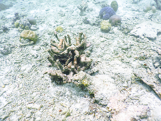 포토 JPG 해외이미지 바다 자연 사람없음 바닷속 산호 몰디브 수중사진 해외포토 아시아 수중 자포동물 생태계 파일형식