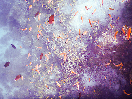 포토 JPG 해외이미지 바다 자연 어류 사람없음 바닷속 몰디브 수중사진 해외포토 아시아 수중 수중동물 생태계 파일형식