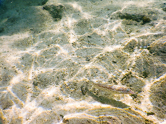 포토 JPG 해외이미지 바다 자연 어류 사람없음 바닷속 몰디브 수중사진 해외포토 아시아 수중 수중동물 생태계 파일형식