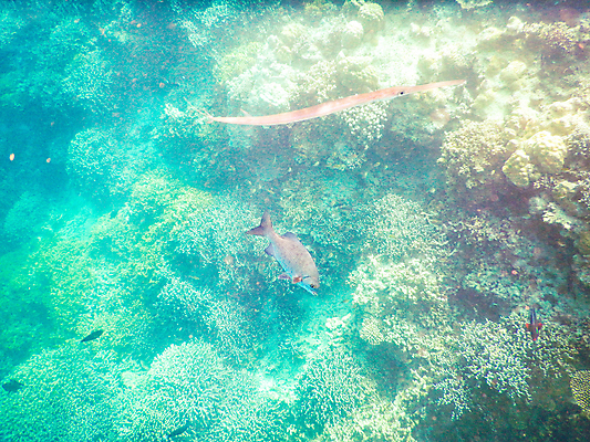 포토 JPG 해외이미지 바다 자연 어류 사람없음 바닷속 산호 암초 몰디브 수중사진 해외포토 아시아 수중 수중동물 자포동물 생태계 파일형식