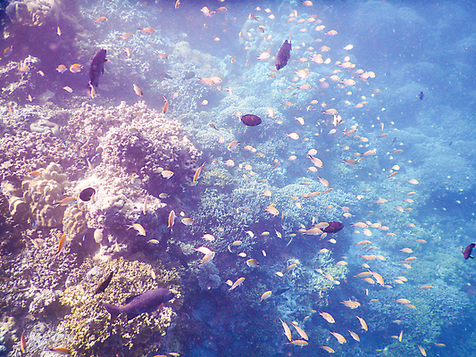 포토 JPG 해외이미지 바다 자연 어류 사람없음 바닷속 산호 암초 몰디브 수중사진 해외포토 아시아 수중 수중동물 자포동물 생태계 파일형식