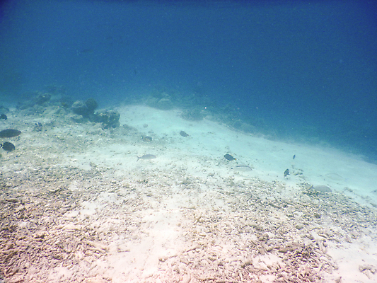 포토 JPG 해외이미지 바다 자연 사람없음 바닷속 산호 몰디브 수중사진 해외포토 아시아 수중 자포동물 생태계 파일형식