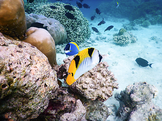 포토 JPG 해외이미지 바다 자연 어류 사람없음 바닷속 산호 암초 몰디브 수중사진 해외포토 아시아 수중 수중동물 자포동물 생태계 파일형식