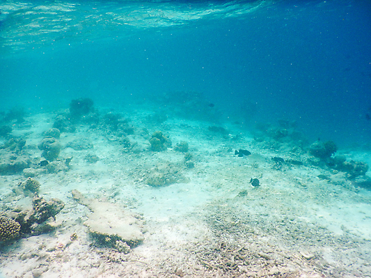 포토 JPG 해외이미지 바다 자연 사람없음 바닷속 산호 몰디브 수중사진 해외포토 아시아 수중 자포동물 생태계 파일형식