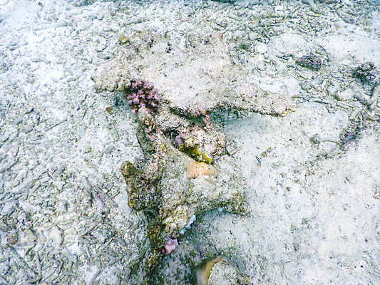 포토 JPG 해외이미지 바다 자연 사람없음 바닷속 산호 몰디브 수중사진 해외포토 아시아 수중 자포동물 생태계 파일형식