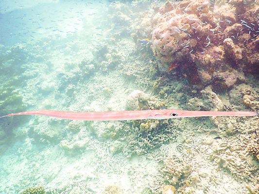 포토 JPG 해외이미지 바다 자연 어류 사람없음 바닷속 암초 몰디브 수중사진 해외포토 아시아 수중 수중동물 생태계 파일형식