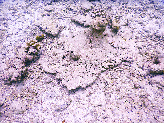 포토 JPG 해외이미지 바다 자연 사람없음 바닷속 산호 몰디브 수중사진 해외포토 아시아 수중 자포동물 생태계 파일형식