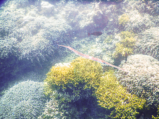 포토 JPG 해외이미지 바다 자연 어류 사람없음 바닷속 산호 암초 몰디브 수중사진 해외포토 아시아 수중 수중동물 자포동물 생태계 파일형식