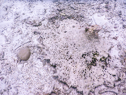 포토 JPG 해외이미지 바다 자연 사람없음 바닷속 산호 몰디브 수중사진 해외포토 아시아 수중 자포동물 생태계 파일형식