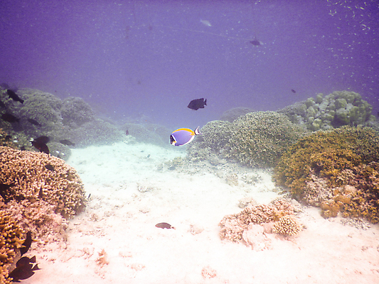 포토 JPG 해외이미지 바다 자연 사람없음 바닷속 산호 열대어 암초 몰디브 수중사진 해외포토 아시아 어류 수중 자포동물 생태계 파일형식