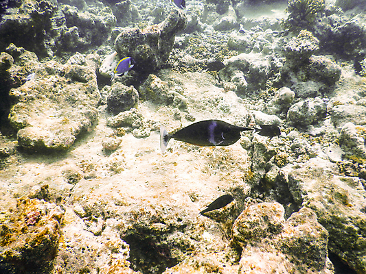 포토 JPG 해외이미지 바다 자연 어류 사람없음 바닷속 산호 암초 몰디브 수중사진 해외포토 아시아 수중 수중동물 자포동물 생태계 파일형식