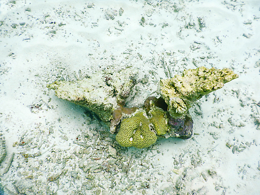 포토 JPG 해외이미지 바다 자연 사람없음 바닷속 산호 몰디브 수중사진 해외포토 아시아 수중 자포동물 생태계 파일형식