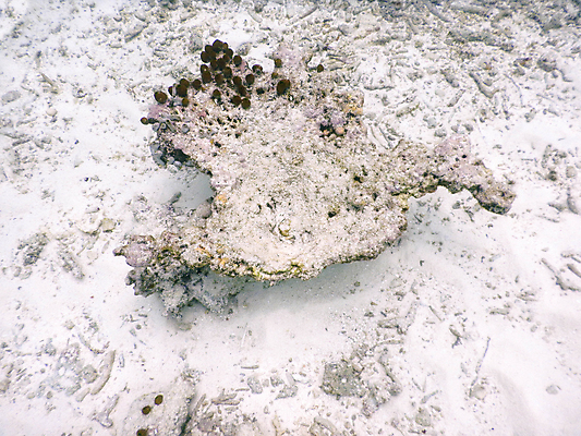 포토 JPG 해외이미지 바다 자연 사람없음 바닷속 산호 몰디브 수중사진 해외포토 아시아 수중 자포동물 생태계 파일형식