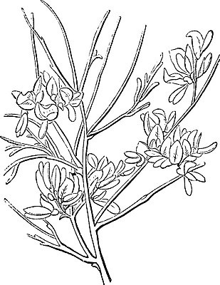 EPS 해외이미지 식물 선 일러스트 가족 아프리카 종류 미술 검은색 흰색 북극 그림 북쪽 침엽수 판화 남쪽 향나무 해외202004 해외202105 해외일러스트 나무 나라 컬러 관계 문화예술 극지방 방향 파일형식 벡터