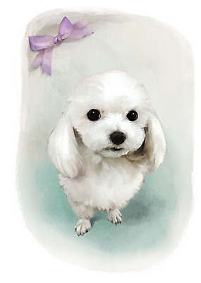 PSD 동물 한마리 리본 백그라운드 포유류 사람없음 반려동물 귀여움 흰색 말티즈 개 강아지 1 컬러 컨셉 파일형식