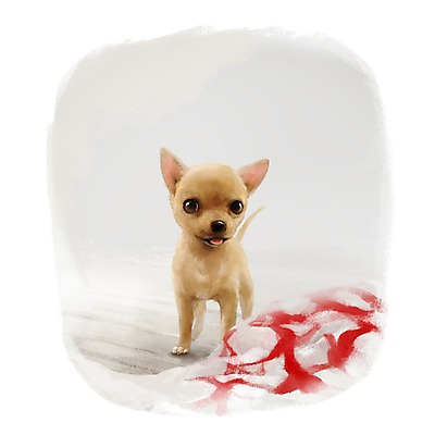 PSD 동물 한마리 백그라운드 포유류 사람없음 반려동물 갈색 귀여움 개 강아지 천 치와와 헝겊 1 컬러 컨셉 직물 파일형식 천_직물