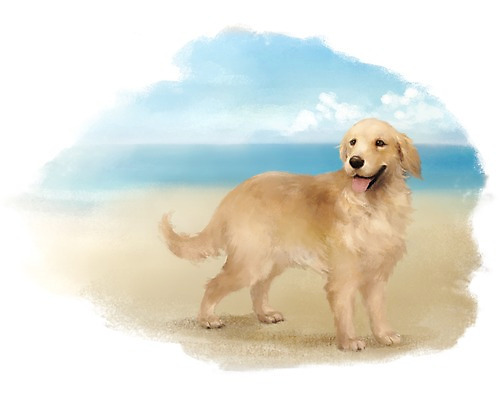 PSD 동물 한마리 백그라운드 포유류 해변 사람없음 반려동물 갈색 귀여움 개 골든리트리버 강아지 1 바다 컬러 컨셉 리트리버 파일형식