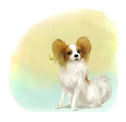 PSD 동물 한마리 나비 곤충 백그라운드 포유류 사람없음 반려동물 귀여움 개 강아지 파피용 1 컨셉 파일형식