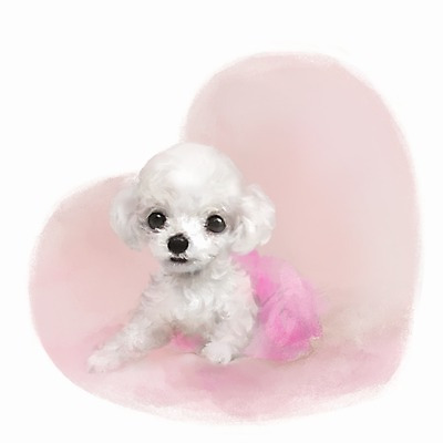 PSD 동물 한마리 백그라운드 포유류 사람없음 반려동물 귀여움 흰색 개 강아지 푸들 1 컬러 컨셉 파일형식