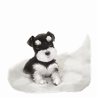 PSD 동물 한마리 백그라운드 포유류 사람없음 반려동물 귀여움 개 강아지 슈나우저 1 컨셉 파일형식