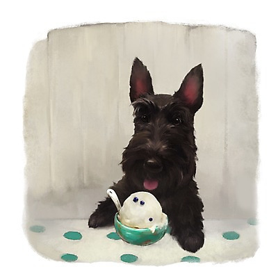 PSD 동물 한마리 백그라운드 포유류 아이스크림 디저트 사람없음 반려동물 귀여움 검은색 회색 개 강아지 스코티시테리어 1 음식 컬러 컨셉 테리어 파일형식