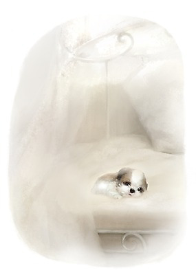 PSD 동물 한마리 새끼 백그라운드 의자 포유류 사람없음 반려동물 귀여움 개 강아지 시츄 1 가구 컨셉 파일형식