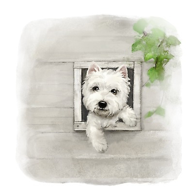 PSD 동물 한마리 백그라운드 창문 포유류 사람없음 반려동물 귀여움 흰색 구멍 개 강아지 담쟁이덩굴 화이트테리어 1 컬러 컨셉 덩굴 테리어 파일형식