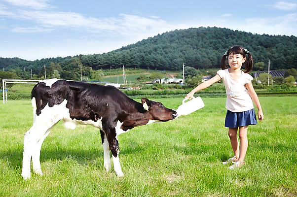 포토 JPG 주간 전신 한마리 학생 라이프스타일 여자 어린이교육 교육 어린이라이프 초등학생 어린이 포즈 포유류 모션 하늘 산 한명 서기 미소 웃음 사람 동양인 소녀 초원 야외 라이프 10대 농장 목장 한국인 우유 농촌 시골 체험학습 체험 풀 소 숲 젖소 주기 목장체험 여자만 여자한명만 소녀만 국내포토 자연요소 식물 동물 1 컨셉 농업 청소년 유제품 표정 인종 생활 어린이만 파일형식
