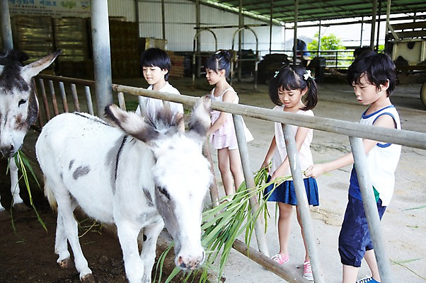 포토 JPG 주간 전신 척추동물 학생 라이프스타일 여자 어린이교육 교육 남자 어린이라이프 초등학생 어린이 포즈 포유류 모션 서기 미소 웃음 사람 동양인 소녀 소년 여러명 야외 라이프 10대 친구 농장 가축 목장 한국인 농촌 시골 체험학습 체험 먹이 먹기 축사 주기 목장체험 당나귀 여물 십대만 국내포토 자연요소 동물 건축물 다수 컨셉 농업 관계 청소년 표정 인종 생활 말_동물 축산업 파일형식