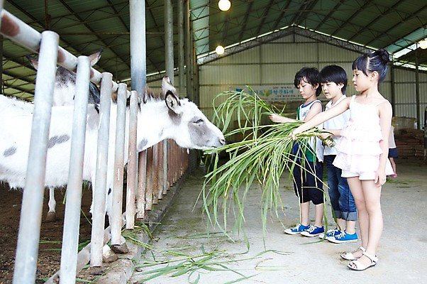 포토 JPG 주간 전신 척추동물 학생 라이프스타일 여자 어린이교육 교육 남자 어린이라이프 초등학생 어린이 포즈 포유류 모션 서기 미소 웃음 사람 동양인 소녀 소년 야외 라이프 10대 세명 친구 농장 가축 목장 한국인 농촌 시골 체험학습 체험 먹이 먹기 축사 주기 목장체험 당나귀 여물 십대만 국내포토 자연요소 동물 건축물 컨셉 농업 관계 청소년 표정 인종 생활 말_동물 축산업 파일형식