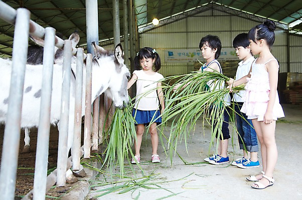 포토 JPG 주간 전신 척추동물 학생 라이프스타일 여자 어린이교육 교육 남자 어린이라이프 초등학생 어린이 포즈 포유류 모션 서기 미소 웃음 사람 동양인 소녀 소년 여러명 야외 라이프 10대 친구 농장 가축 목장 한국인 농촌 시골 체험학습 체험 먹이 먹기 축사 주기 목장체험 당나귀 여물 십대만 국내포토 자연요소 동물 건축물 다수 컨셉 농업 관계 청소년 표정 인종 생활 말_동물 축산업 파일형식