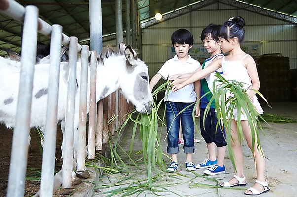 포토 JPG 주간 전신 척추동물 학생 라이프스타일 여자 어린이교육 교육 남자 어린이라이프 초등학생 어린이 포즈 포유류 모션 서기 미소 웃음 사람 동양인 소녀 소년 야외 라이프 10대 세명 친구 농장 가축 목장 한국인 농촌 시골 체험학습 체험 먹이 먹기 축사 주기 목장체험 당나귀 여물 십대만 국내포토 자연요소 동물 건축물 컨셉 농업 관계 청소년 표정 인종 생활 말_동물 축산업 파일형식