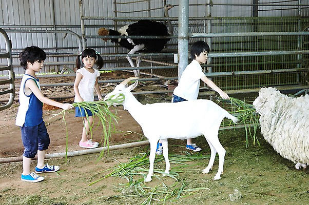 포토 JPG 주간 전신 척추동물 학생 라이프스타일 여자 어린이교육 교육 남자 어린이라이프 초등학생 어린이 포즈 포유류 모션 조류 염소 서기 미소 웃음 사람 동양인 소녀 소년 야외 라이프 10대 세명 친구 농장 가축 목장 한국인 농촌 시골 양 체험학습 체험 먹이 먹기 축사 주기 목장체험 타조 여물 십대만 국내포토 자연요소 동물 건축물 컨셉 농업 관계 청소년 표정 인종 생활 축산업 파일형식