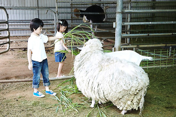 포토 JPG 주간 전신 척추동물 학생 라이프스타일 여자 어린이교육 교육 남자 어린이라이프 초등학생 어린이 포즈 포유류 모션 염소 서기 미소 웃음 사람 동양인 소녀 소년 야외 두명 라이프 10대 친구 농장 가축 목장 한국인 농촌 시골 양 체험학습 체험 먹이 먹기 축사 주기 목장체험 여물 십대만 국내포토 자연요소 동물 건축물 컨셉 농업 관계 청소년 표정 인종 생활 축산업 파일형식