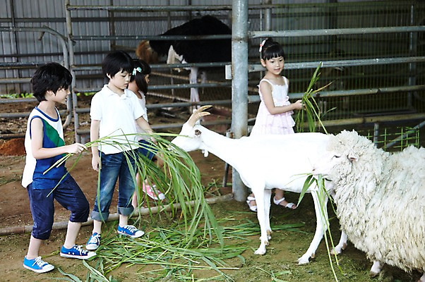포토 JPG 주간 전신 척추동물 학생 라이프스타일 여자 어린이교육 교육 남자 어린이라이프 초등학생 어린이 포즈 포유류 모션 염소 서기 미소 웃음 사람 동양인 소녀 소년 여러명 야외 라이프 10대 친구 농장 가축 목장 한국인 농촌 시골 양 체험학습 체험 먹이 먹기 축사 주기 목장체험 여물 십대만 국내포토 자연요소 동물 건축물 다수 컨셉 농업 관계 청소년 표정 인종 생활 축산업 파일형식