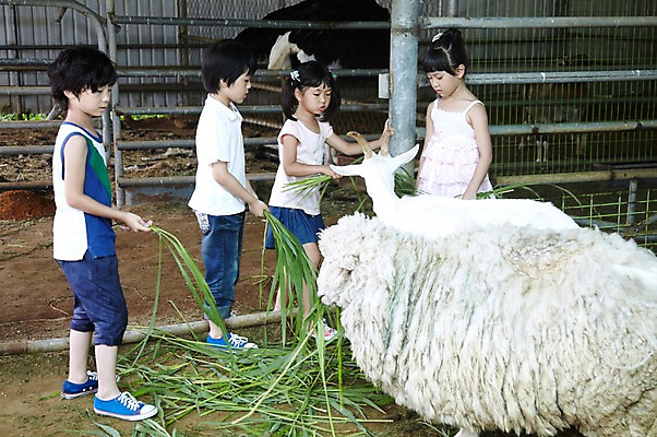 포토 JPG 주간 전신 척추동물 학생 라이프스타일 여자 어린이교육 교육 남자 어린이라이프 초등학생 어린이 포즈 포유류 모션 염소 서기 미소 웃음 사람 동양인 소녀 소년 여러명 야외 라이프 10대 친구 농장 가축 목장 한국인 농촌 시골 양 체험학습 체험 먹이 먹기 축사 주기 목장체험 여물 십대만 국내포토 자연요소 동물 건축물 다수 컨셉 농업 관계 청소년 표정 인종 생활 축산업 파일형식