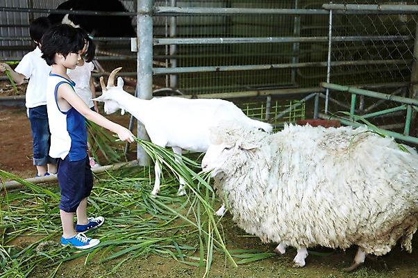 포토 JPG 주간 전신 척추동물 학생 라이프스타일 어린이교육 교육 남자 어린이라이프 초등학생 어린이 포즈 포유류 모션 염소 서기 미소 웃음 사람 동양인 소년 여러명 야외 라이프 옆모습 10대 농장 가축 목장 한국인 농촌 시골 양 체험학습 체험 먹이 먹기 축사 주기 목장체험 여물 남자만 소년만 국내포토 자연요소 동물 건축물 뷰포인트 다수 컨셉 농업 청소년 표정 인종 생활 축산업 어린이만 파일형식