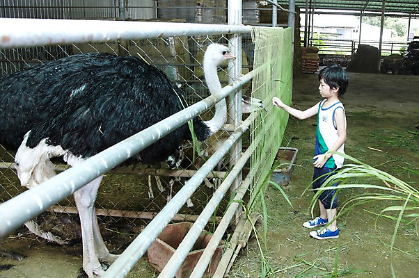 포토 JPG 주간 전신 척추동물 학생 라이프스타일 어린이교육 교육 남자 어린이라이프 초등학생 어린이 포즈 모션 조류 한명 서기 미소 웃음 사람 동양인 소년 야외 라이프 옆모습 10대 농장 가축 목장 한국인 농촌 시골 체험학습 체험 먹이 먹기 축사 주기 목장체험 타조 여물 남자만 남자한명만 십대만 십대남자만 십대남자한명만 국내포토 자연요소 동물 1 건축물 뷰포인트 컨셉 농업 청소년 표정 인종 생활 축산업 파일형식