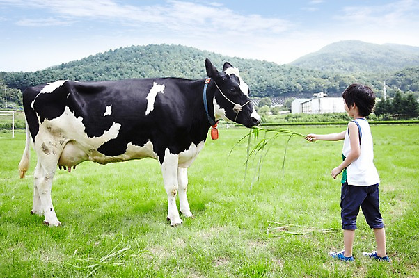 포토 JPG 주간 전신 구름 한마리 학생 라이프스타일 어린이교육 교육 남자 어린이라이프 초등학생 어린이 포즈 포유류 모션 하늘 한명 서기 미소 웃음 사람 동양인 소년 초원 야외 라이프 뒷모습 10대 농장 목장 한국인 농촌 시골 체험학습 체험 풀 소 숲 먹이 젖소 주기 목장체험 여물 남자만 남자한명만 십대만 십대남자만 십대남자한명만 국내포토 자연요소 식물 동물 1 뷰포인트 컨셉 농업 청소년 표정 인종 생활 파일형식