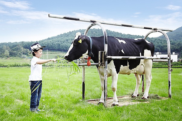 포토 JPG 주간 전신 구름 모자 한마리 학생 라이프스타일 응시 어린이교육 교육 남자 어린이라이프 초등학생 어린이 포즈 포유류 모션 하늘 한명 서기 미소 웃음 사람 동양인 소년 초원 야외 라이프 옆모습 10대 농장 목장 한국인 농촌 시골 체험학습 체험 풀 소 숲 먹이 젖소 주기 목장체험 여물 남자만 남자한명만 십대만 십대남자만 십대남자한명만 국내포토 자연요소 식물 동물 1 시선 잡화 뷰포인트 컨셉 농업 청소년 표정 인종 생활 파일형식